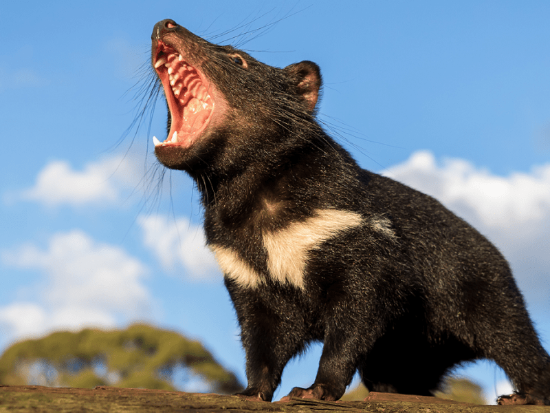 Tasmania “Tassie”